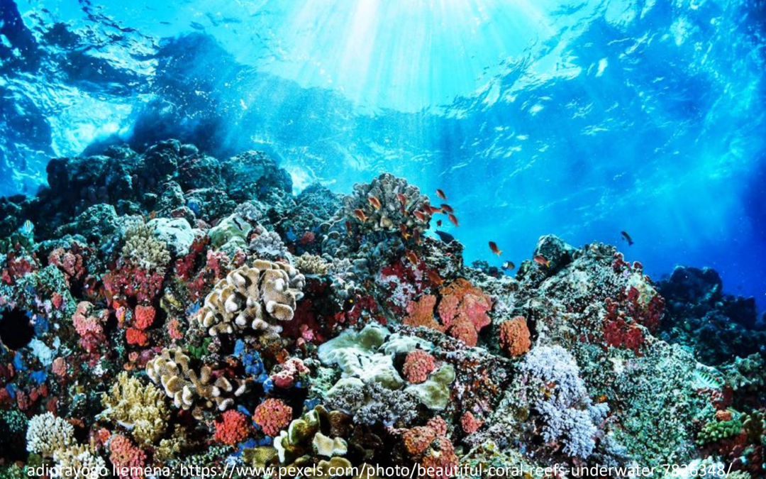 Save reef fishes by saving coral reefs