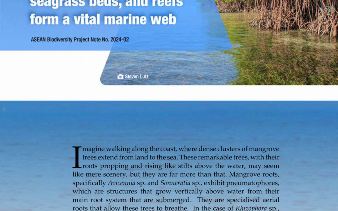Life beneath the canopy: How mangroves, seagrass beds, and reefs form a vital marine web